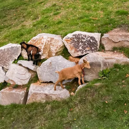 Berggasthaus Braunbergstueble